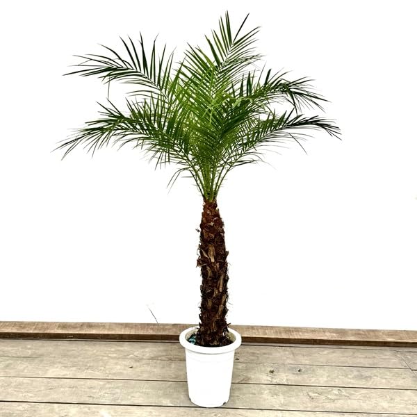 Amazon｜おしゃれ 観葉植物：ロベヤシ*フェニックスロベレニー